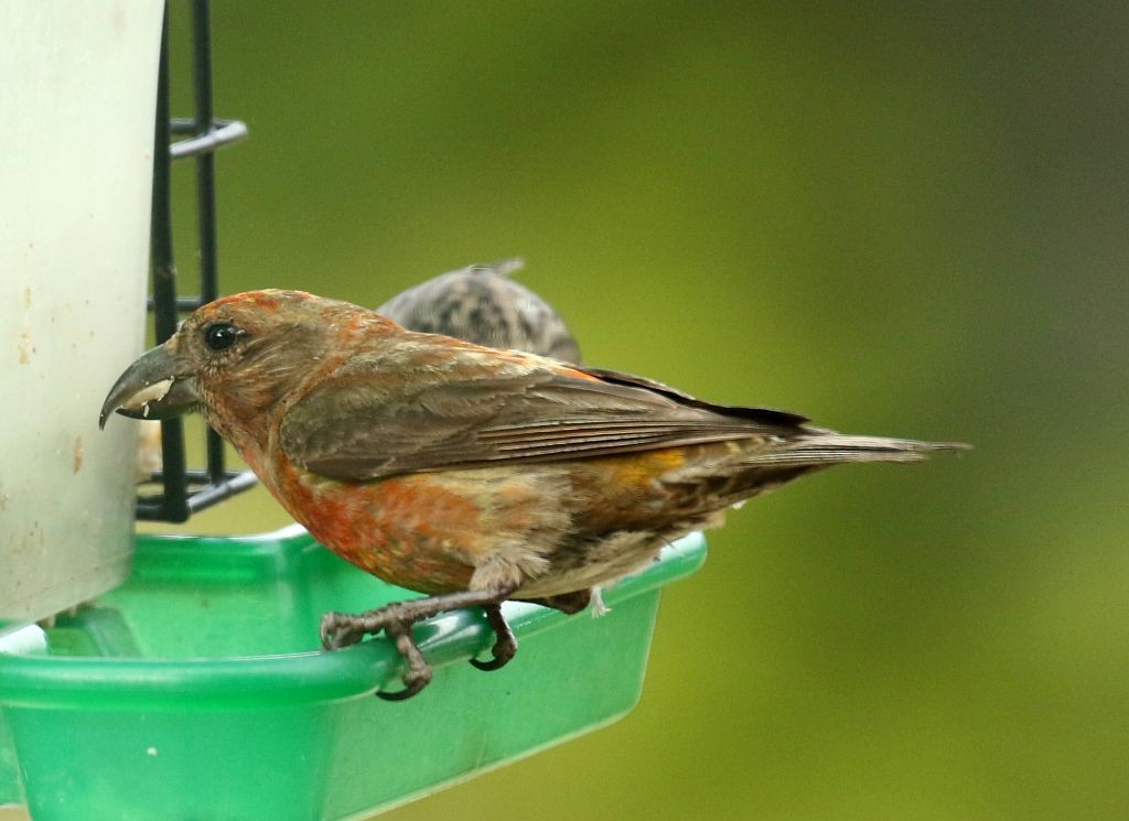 Red Crossbill - ML260377381