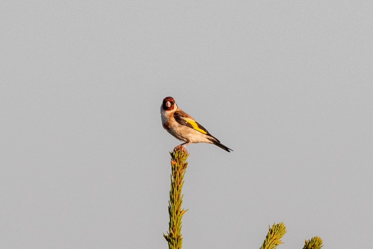 European Goldfinch - ML260378091