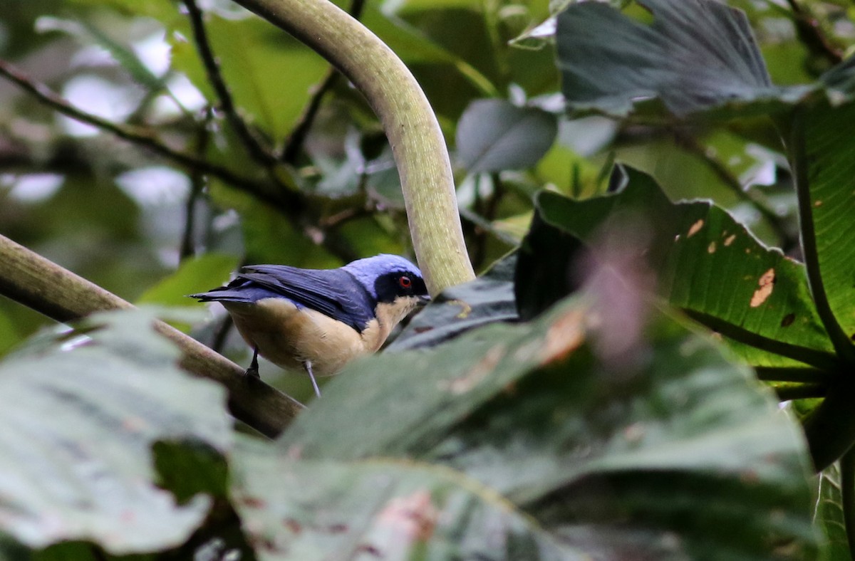 Fawn-breasted Tanager - ML26037821