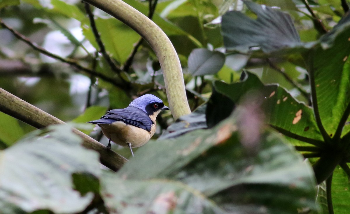 Fawn-breasted Tanager - ML26037841