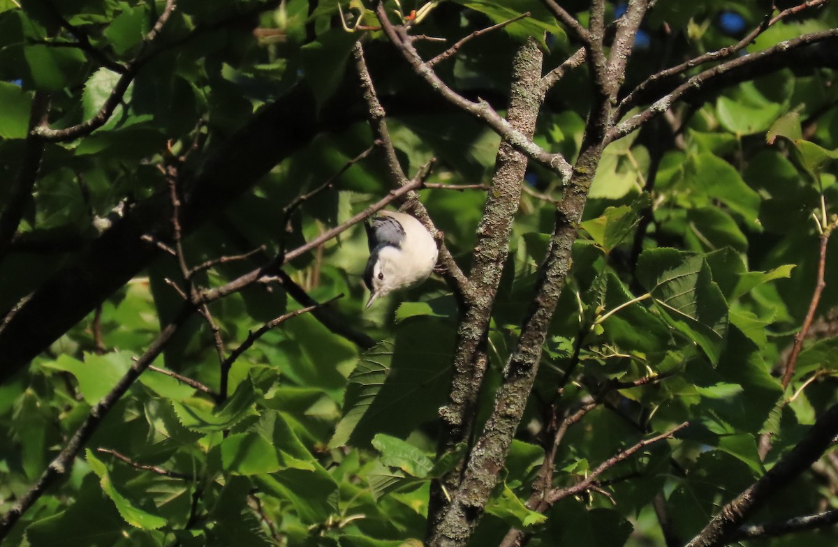 White-breasted Nuthatch - ML260378441