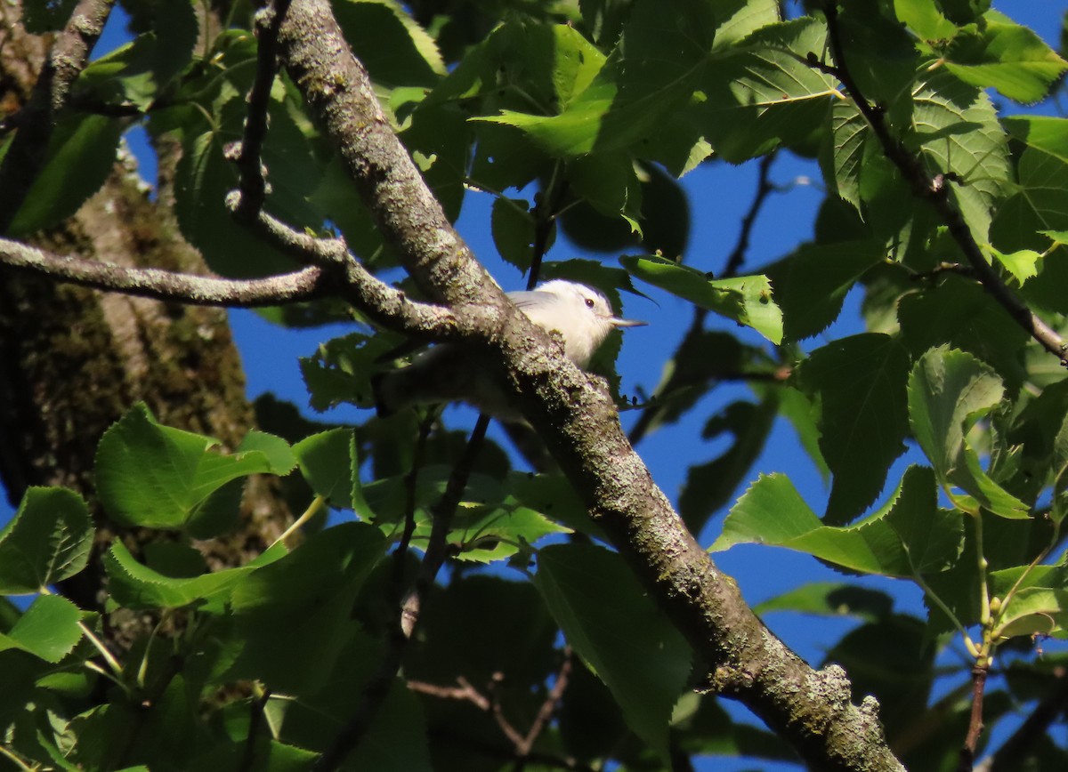 White-breasted Nuthatch - ML260378461