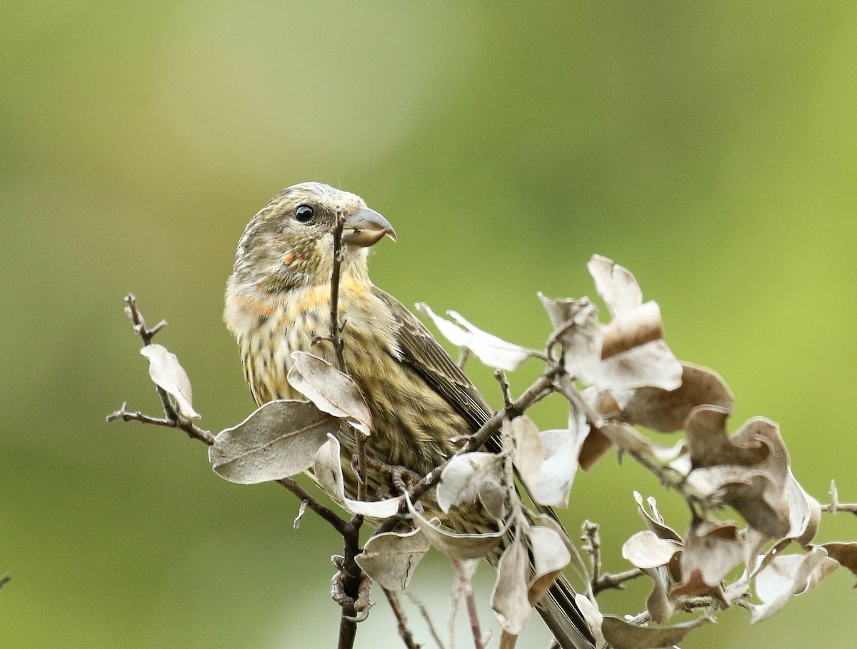 Red Crossbill - ML260378471