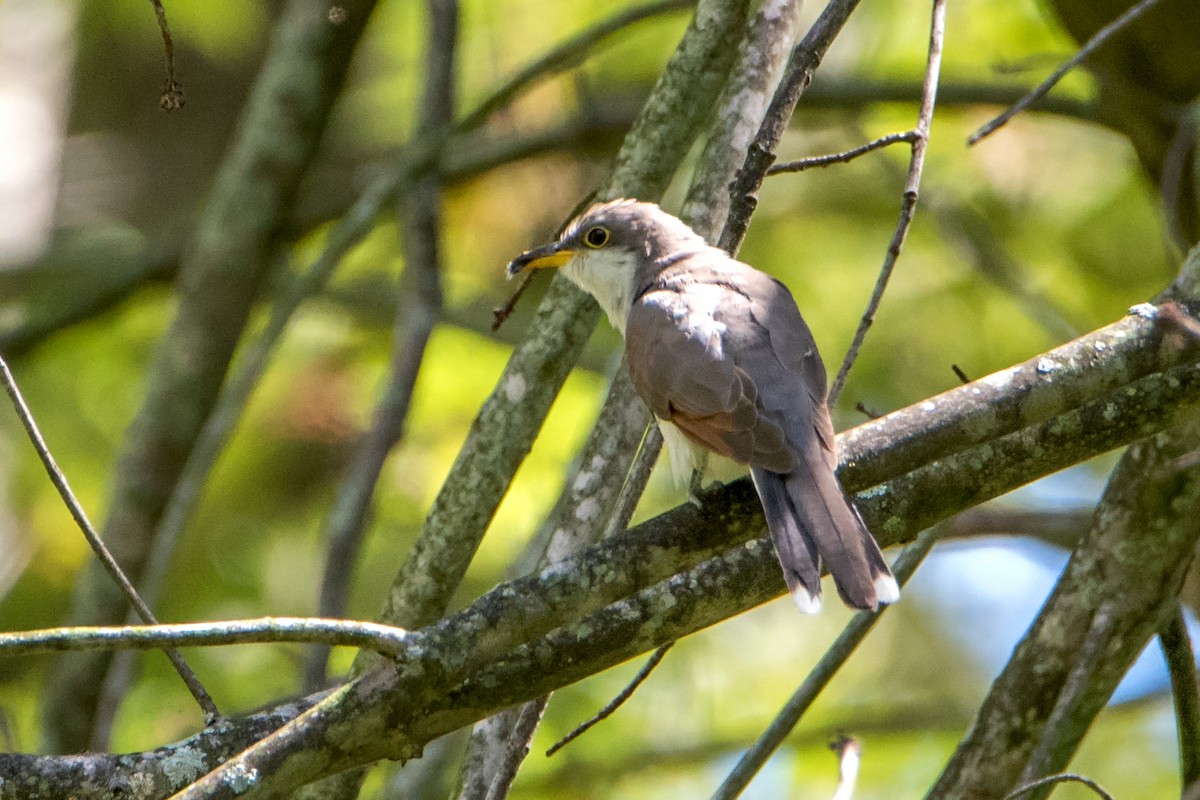 Yellow-billed Cuckoo - Sue Barth
