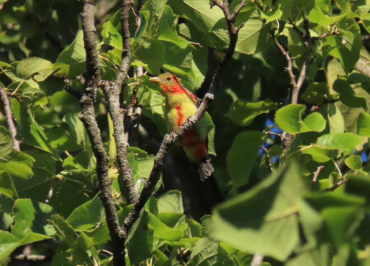 Scarlet Tanager - Debbie van Zyl