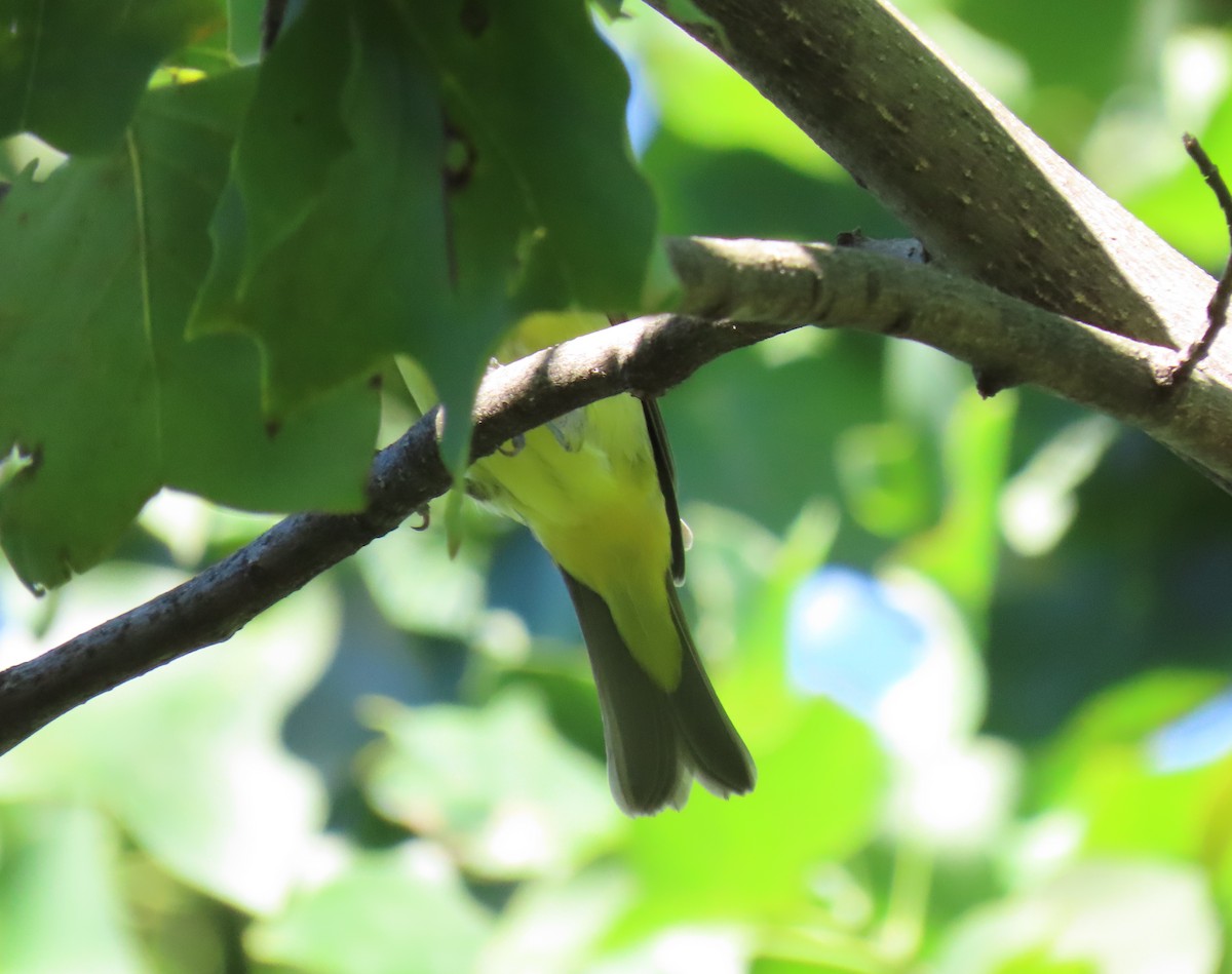 Scarlet Tanager - Debbie van Zyl