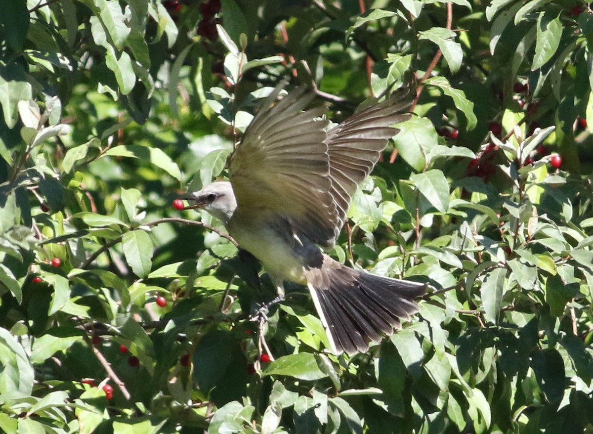 Western Kingbird - Jason Rieger