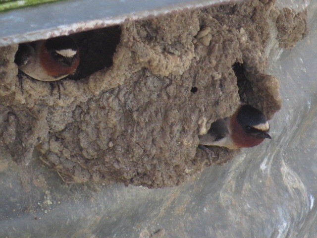 Cliff Swallow - Bob Greenleaf