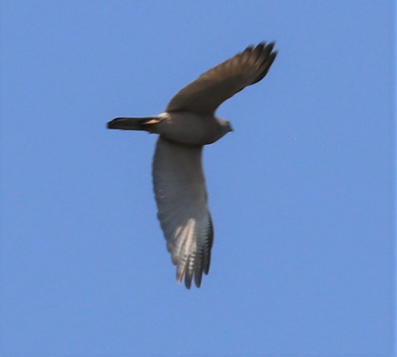 Brown Goshawk - ML260380751