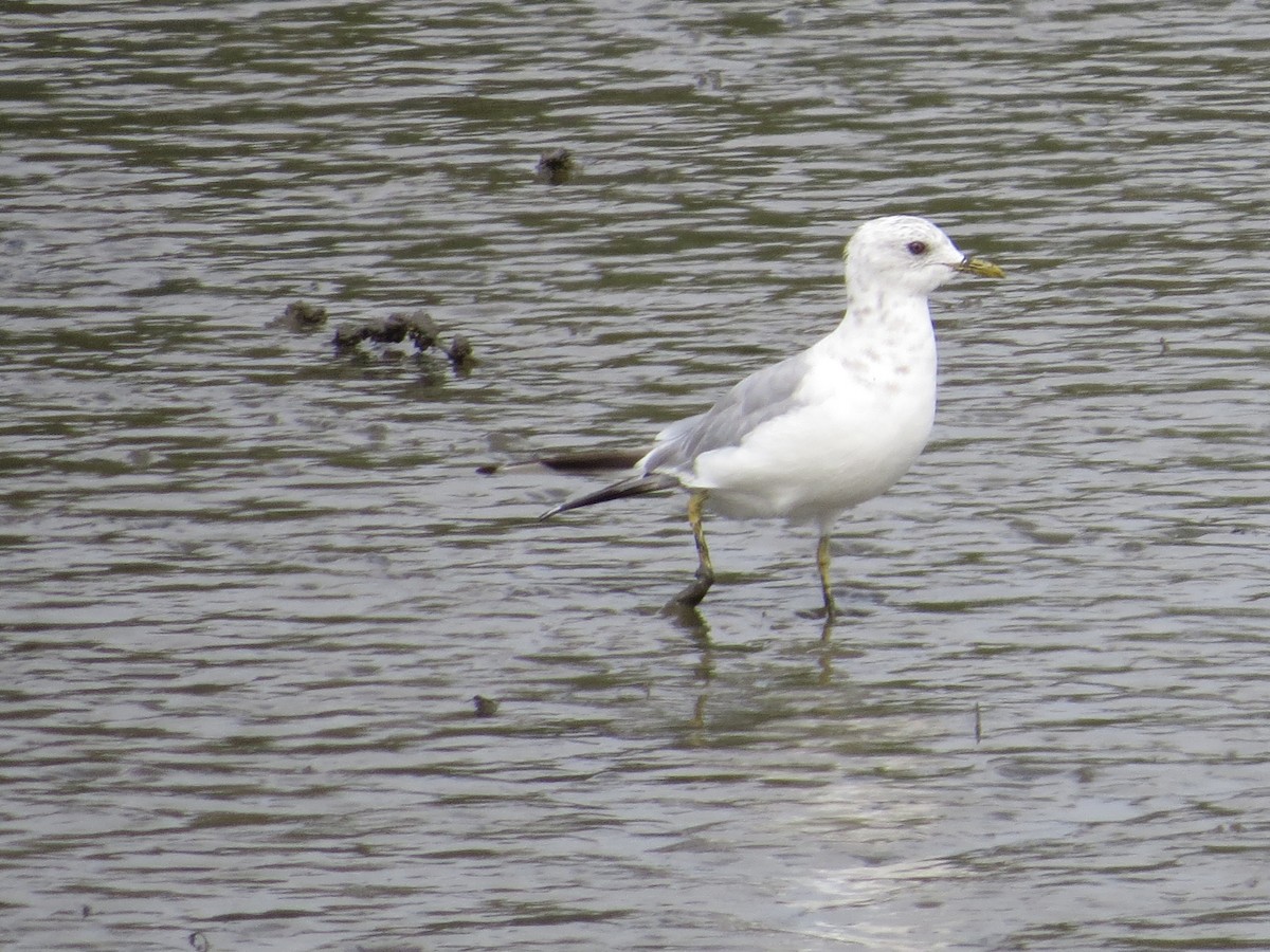 Gaviota de Alaska - ML260385341
