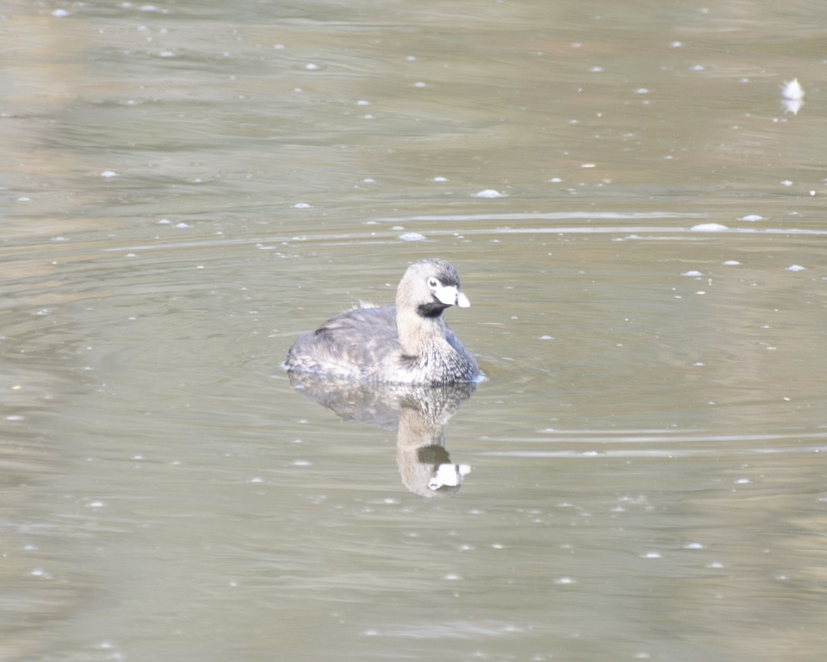 Pied-billed Grebe - ML260387661