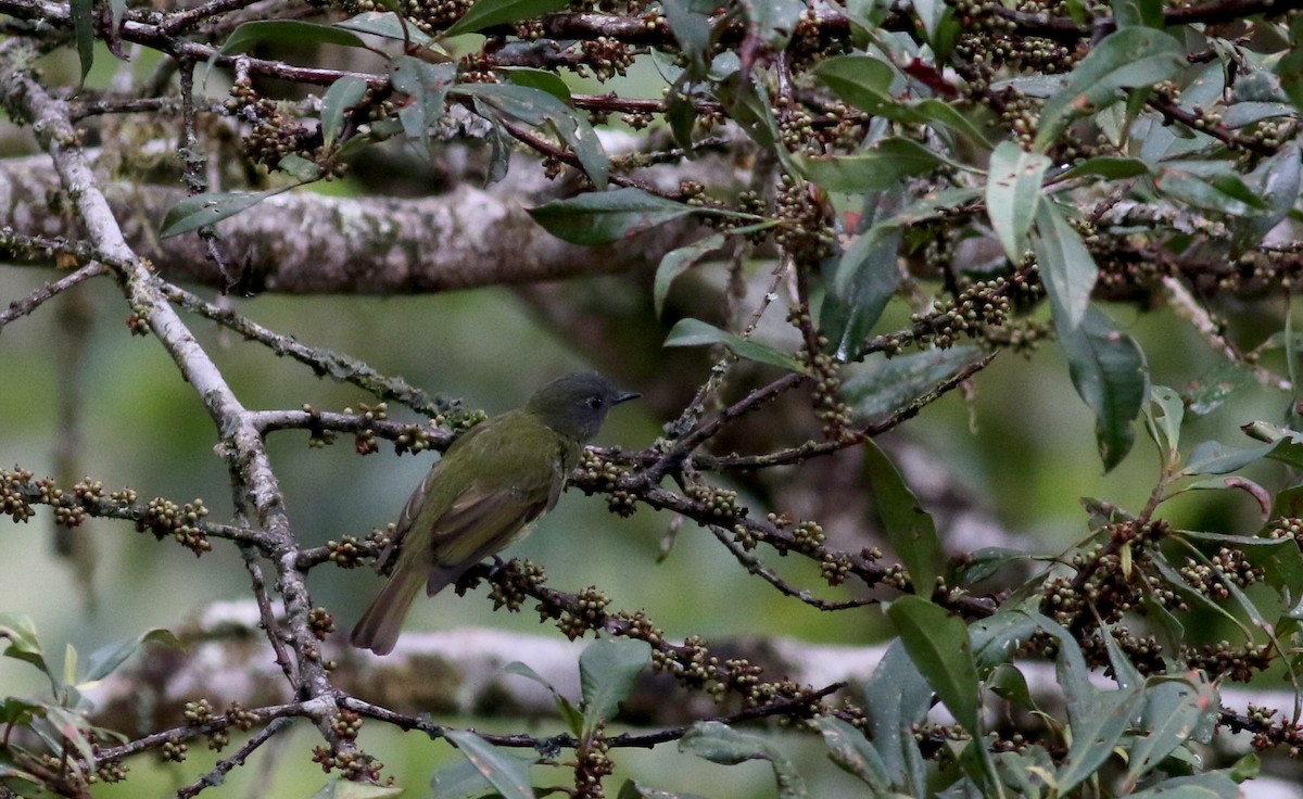 Mosquero Gorjiestriado - ML26039041