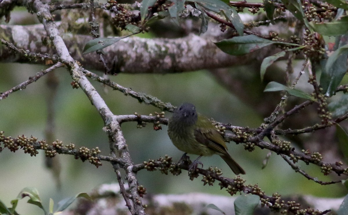 Streak-necked Flycatcher - Jay McGowan