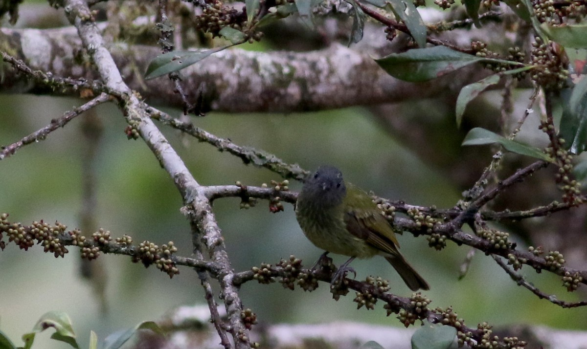 Streak-necked Flycatcher - Jay McGowan