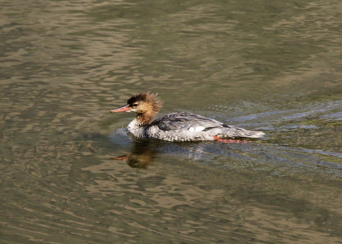 Common Merganser - Dave Bengston