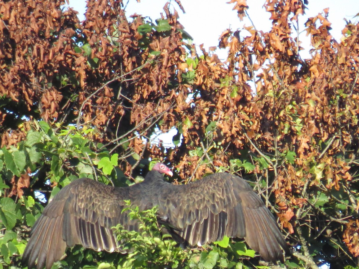 Turkey Vulture - ML260393451