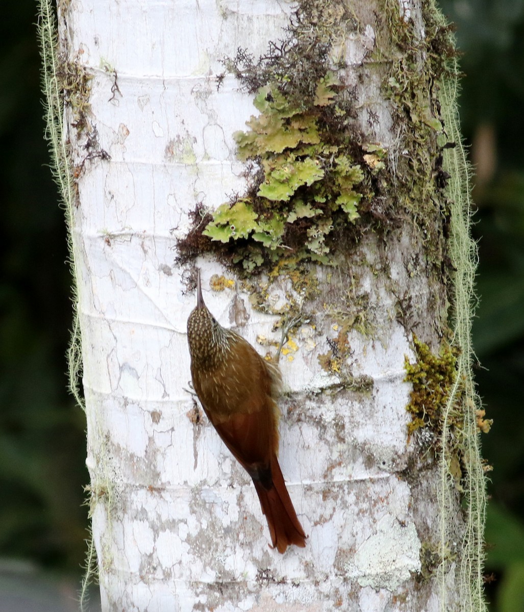 Montane Woodcreeper - Jay McGowan