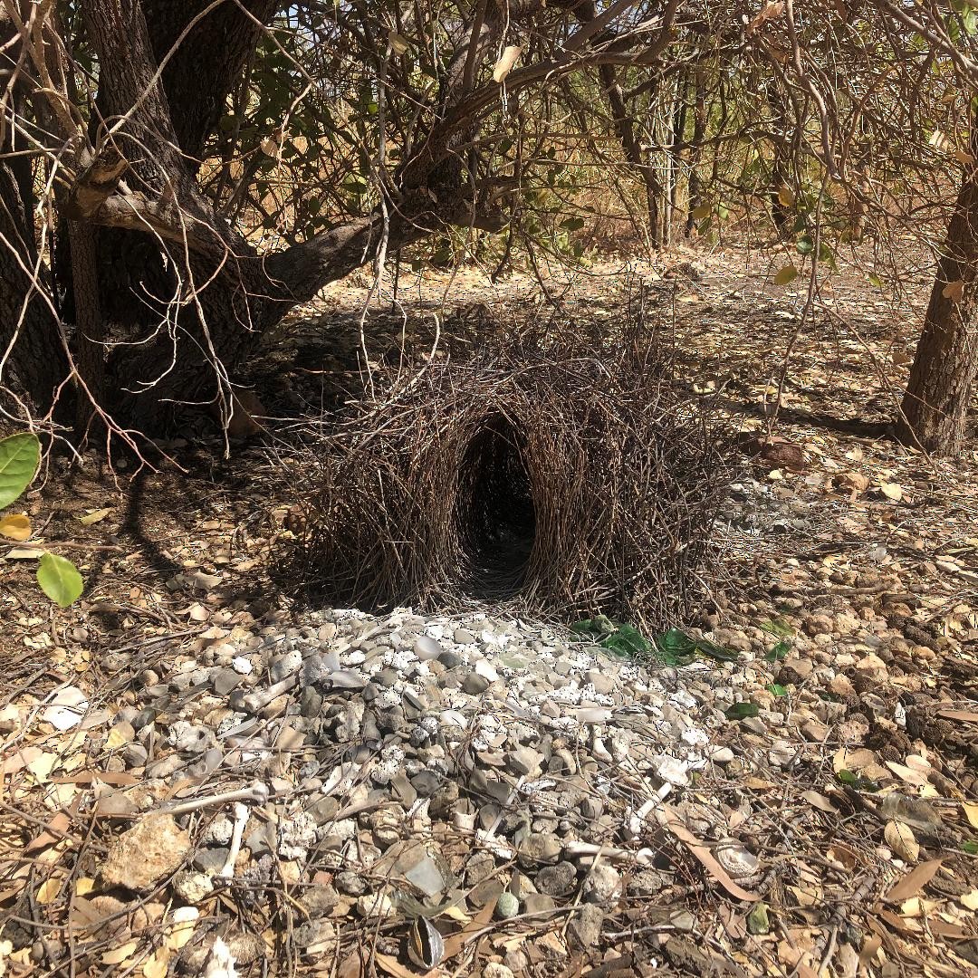 Great Bowerbird - ML260394631