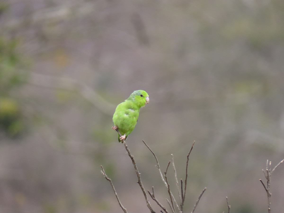 Pacific Parrotlet - ML260395821