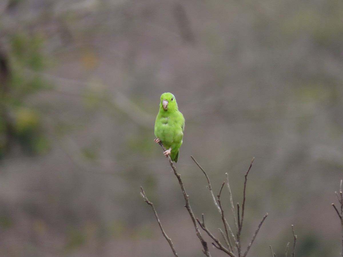 Pacific Parrotlet - ML260395831