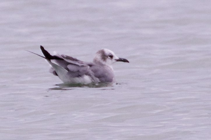 Laughing Gull - Jeanne Verhulst