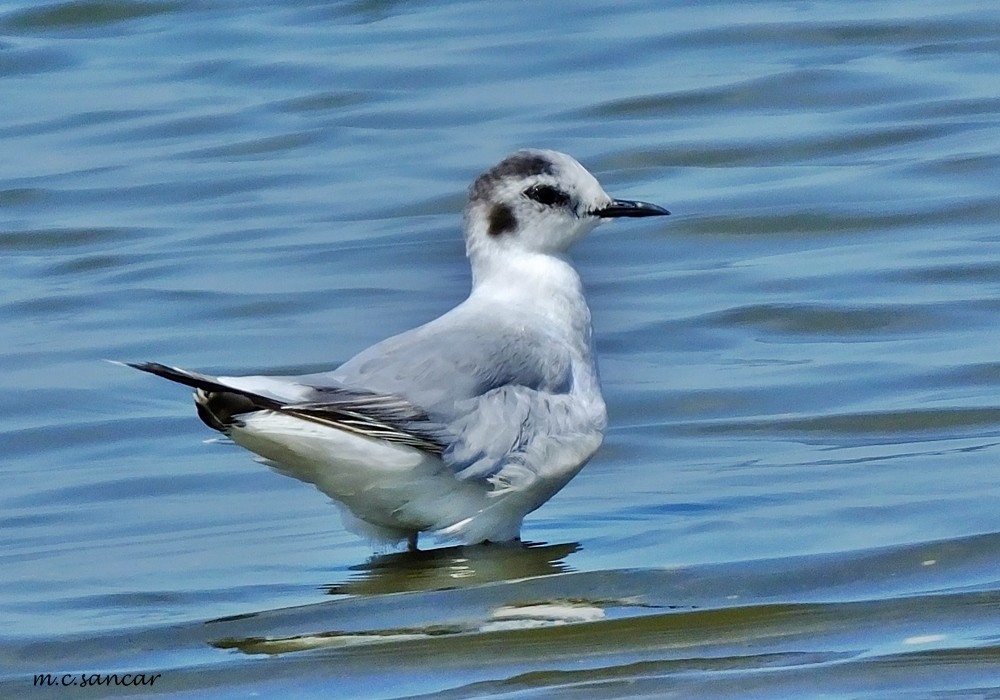 Little Gull - ML260398761