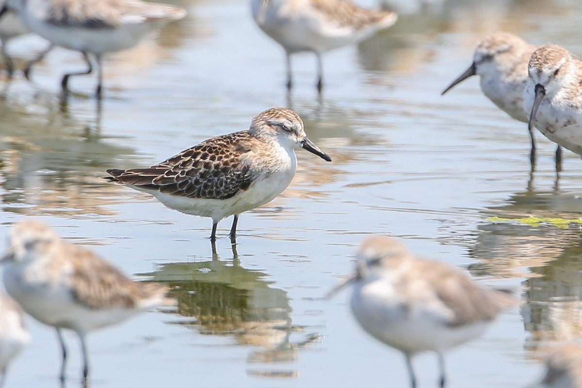 Semipalmated Sandpiper - ML260399841