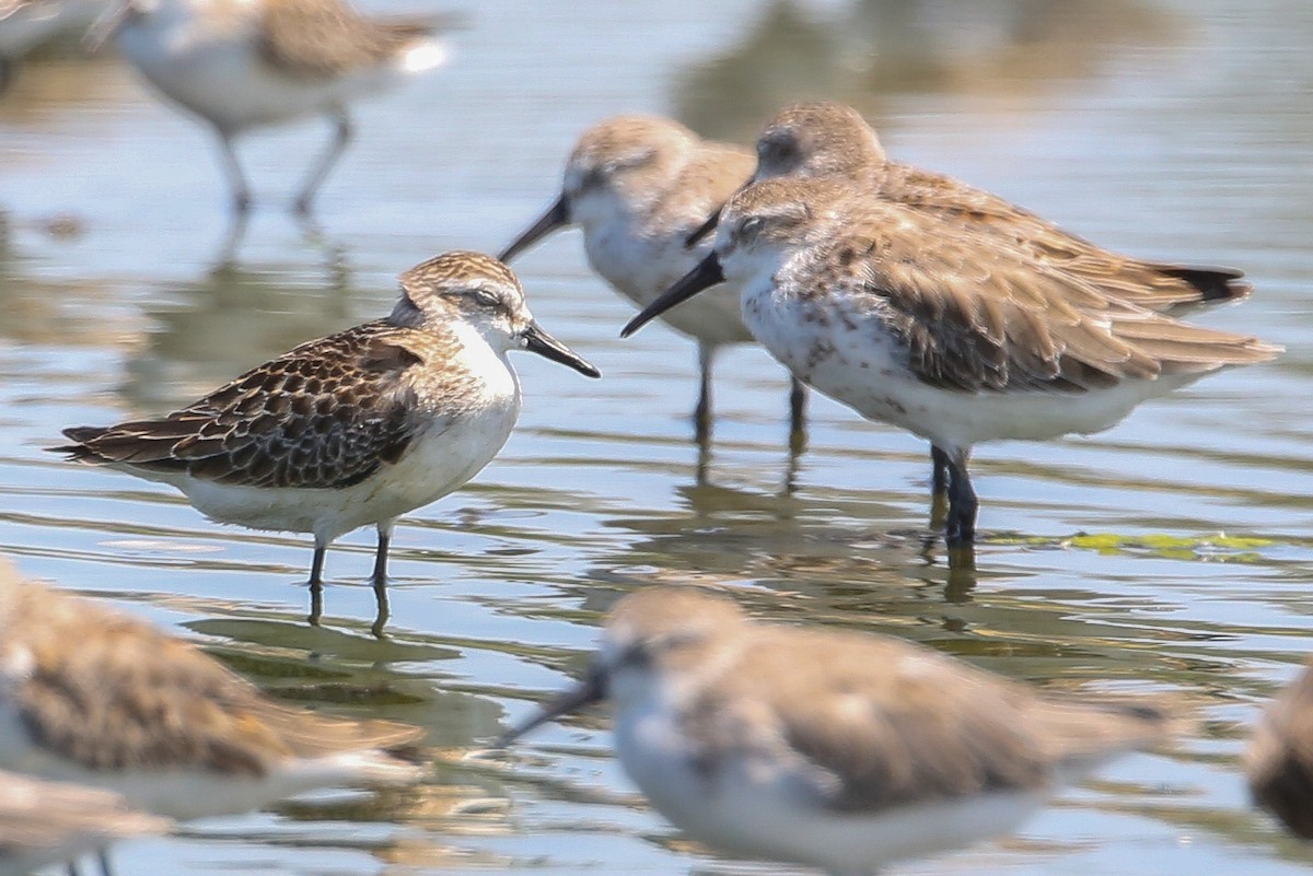 Semipalmated Sandpiper - ML260399851