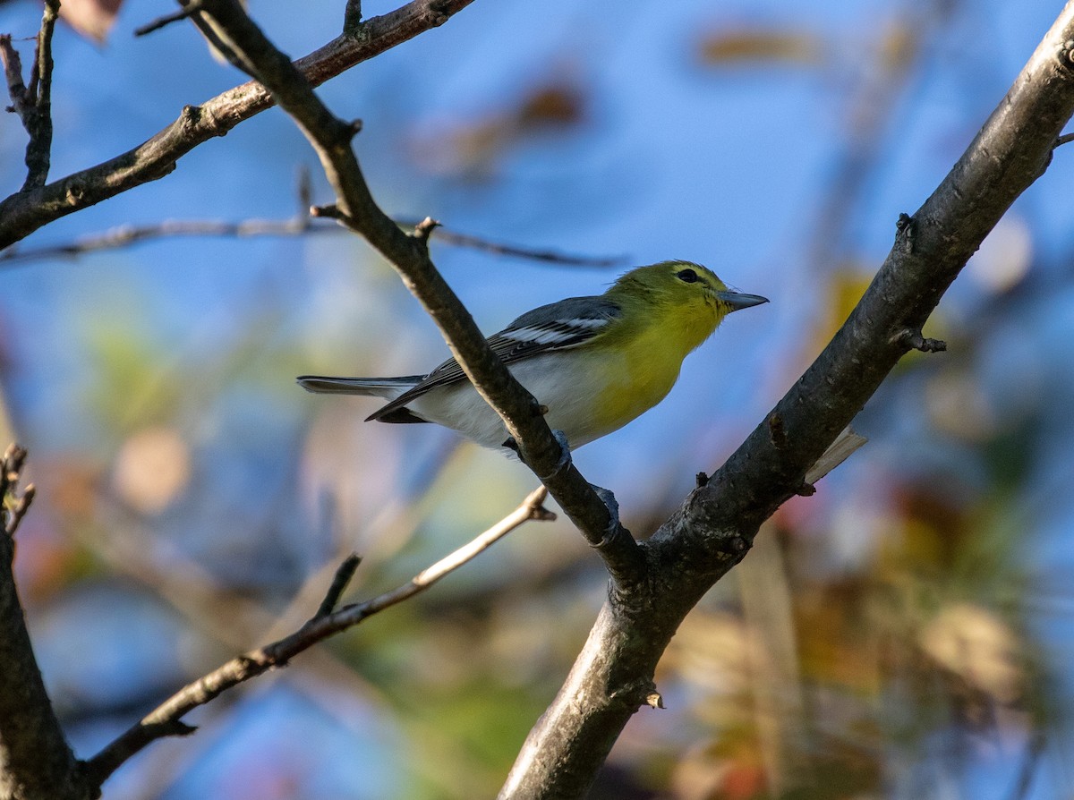 Yellow-throated Vireo - ML260401341