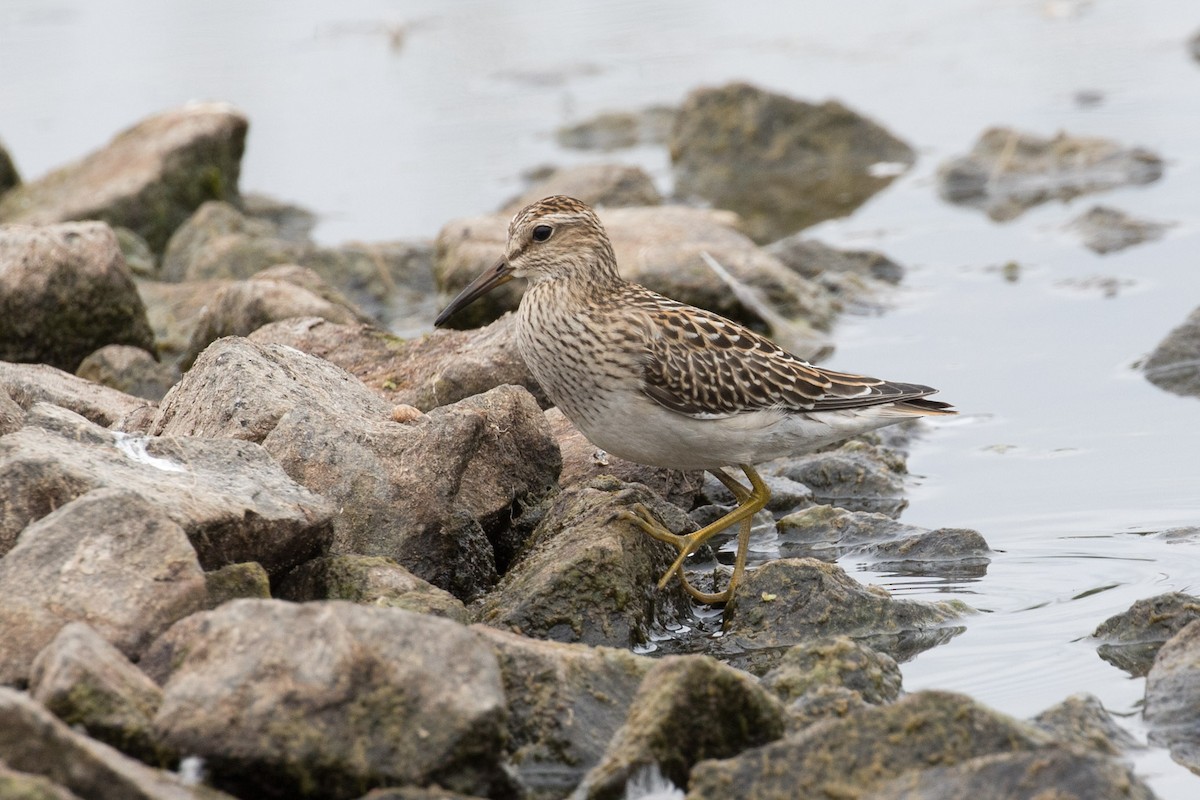 Graubrust-Strandläufer - ML260401981