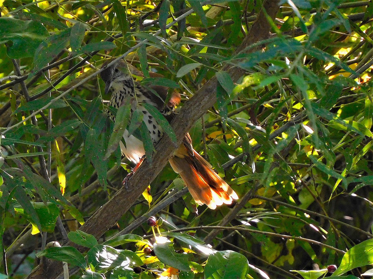 Brown Thrasher - Lynn Scarlett