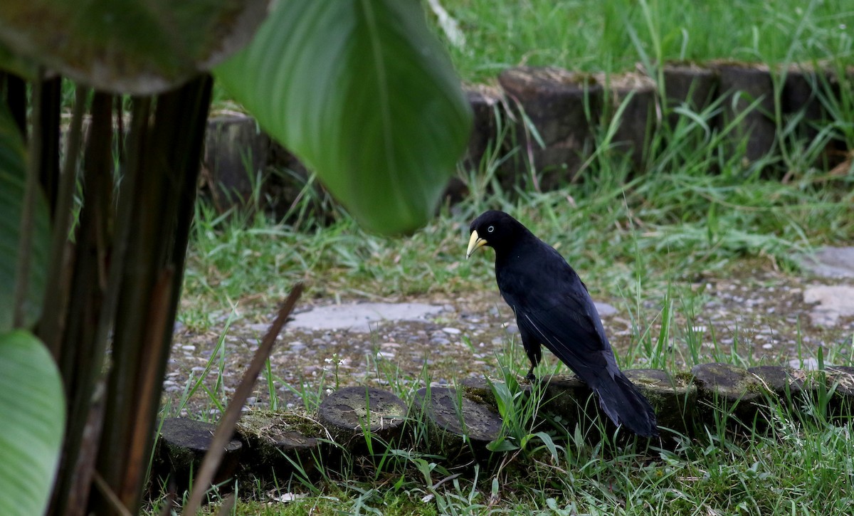 ヒゴシツリスドリ（uropygialis） - ML26040211