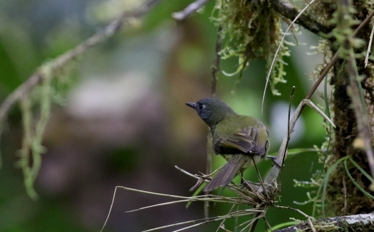 Mosquero Gorjiestriado - ML26040221