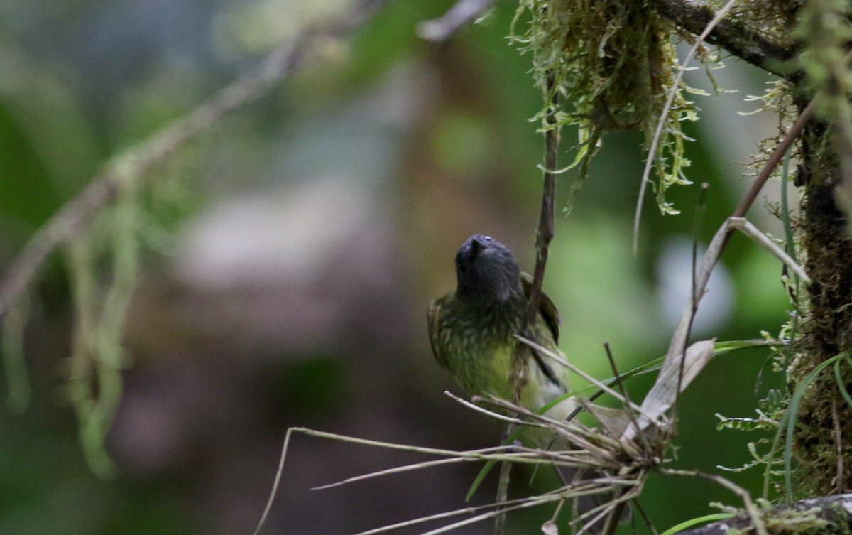 Streak-necked Flycatcher - Jay McGowan