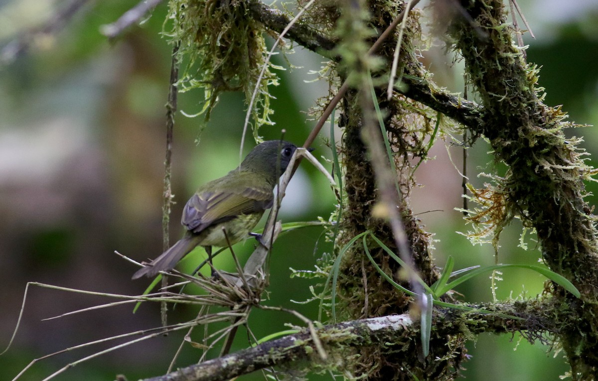 Streak-necked Flycatcher - Jay McGowan