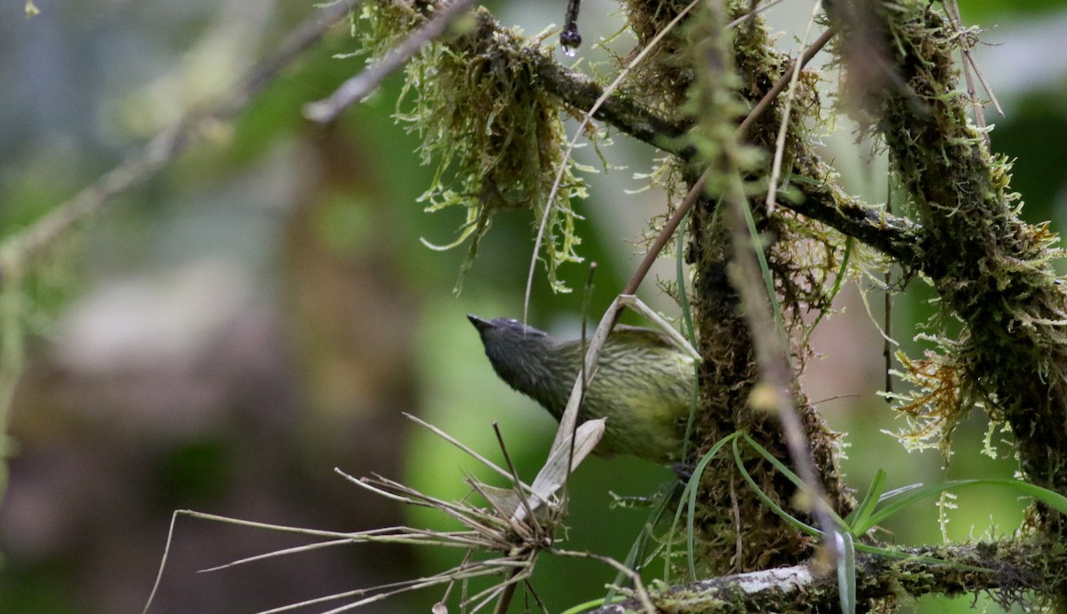 Streak-necked Flycatcher - Jay McGowan