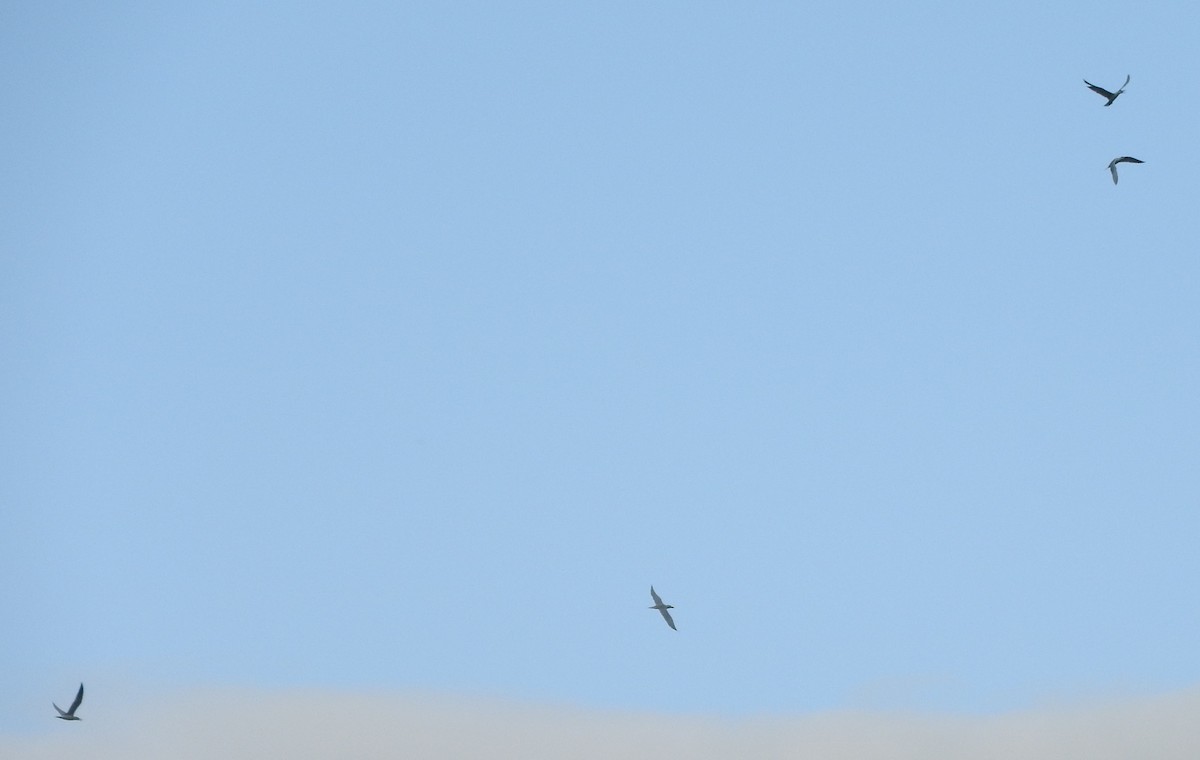 Caspian Tern - ML260403071