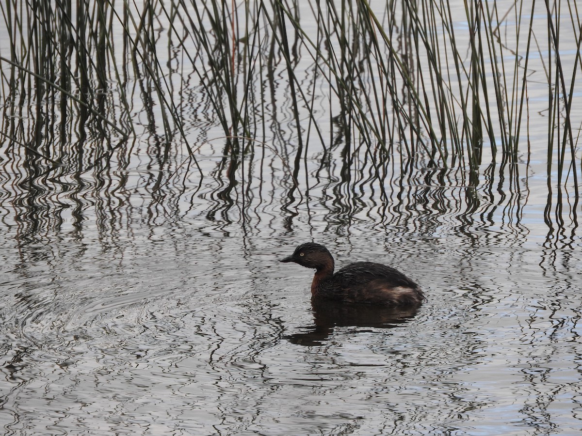 New Zealand Grebe - ML260403581