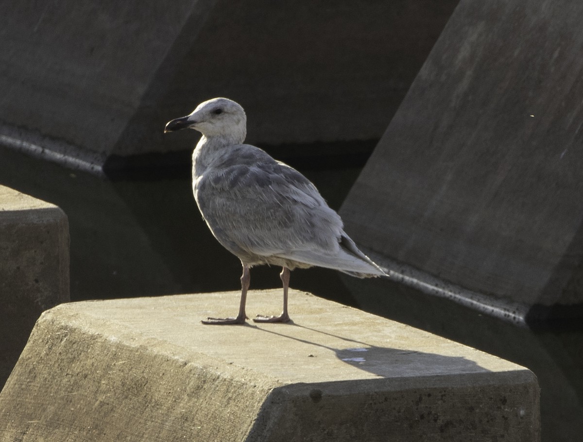 Glaucous-winged Gull - ML260405161