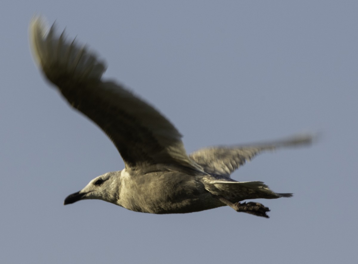 Glaucous-winged Gull - ML260405201