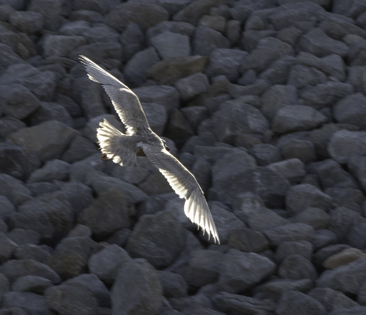 Glaucous-winged Gull - ML260405241