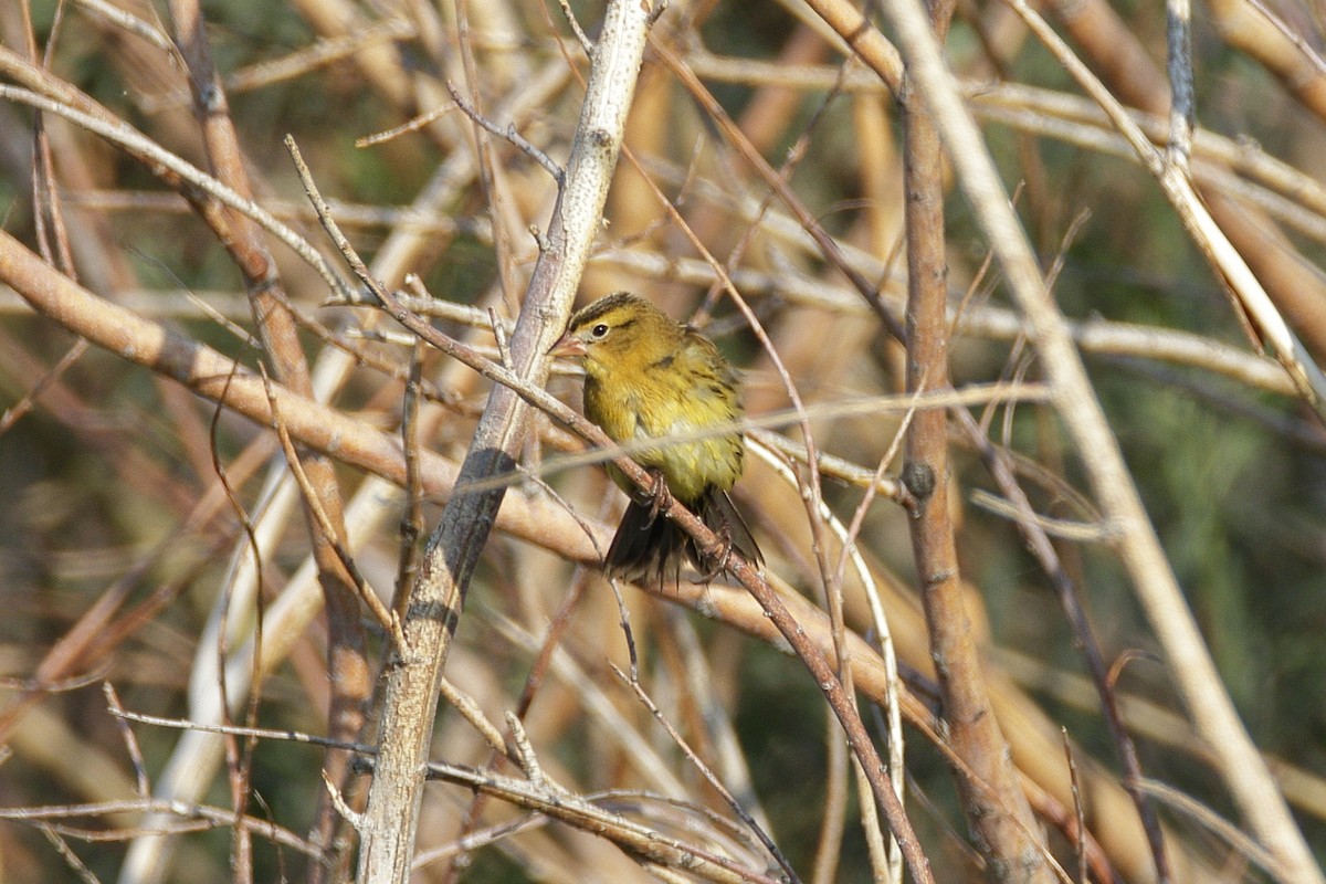 bobolink americký - ML260407441