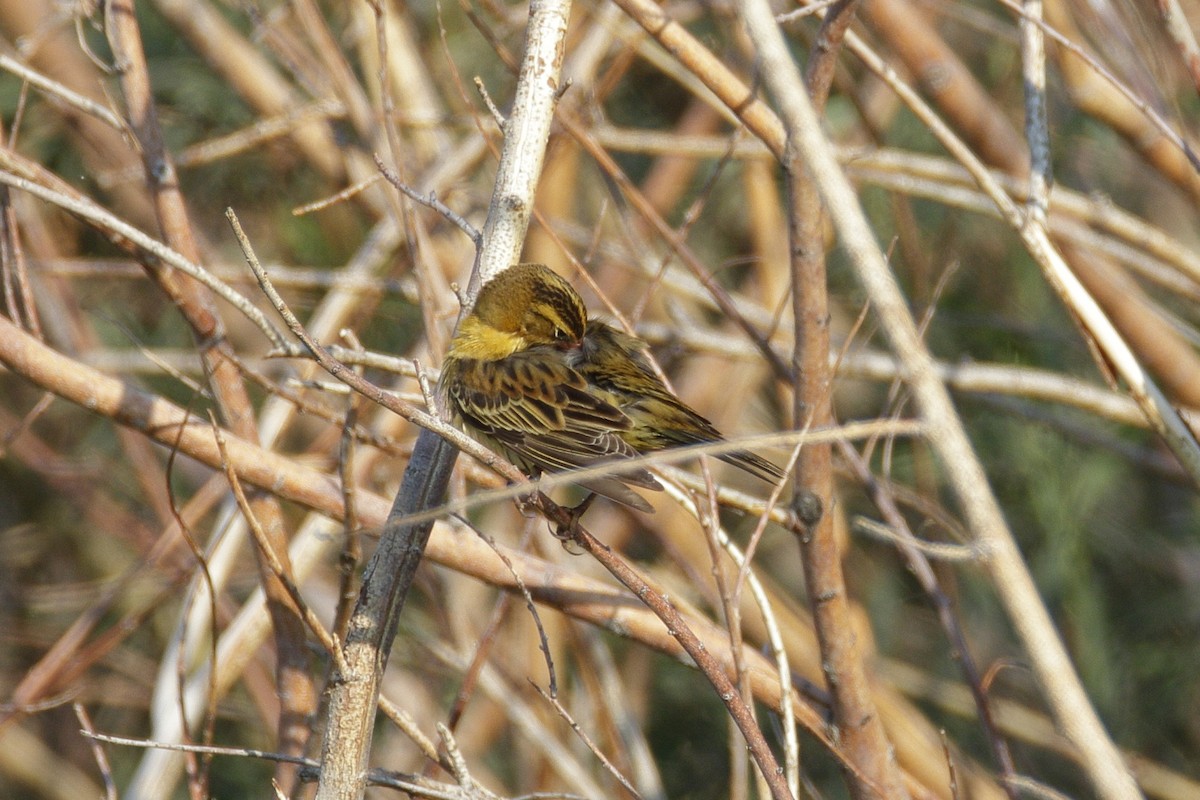 Bobolink - ML260407451