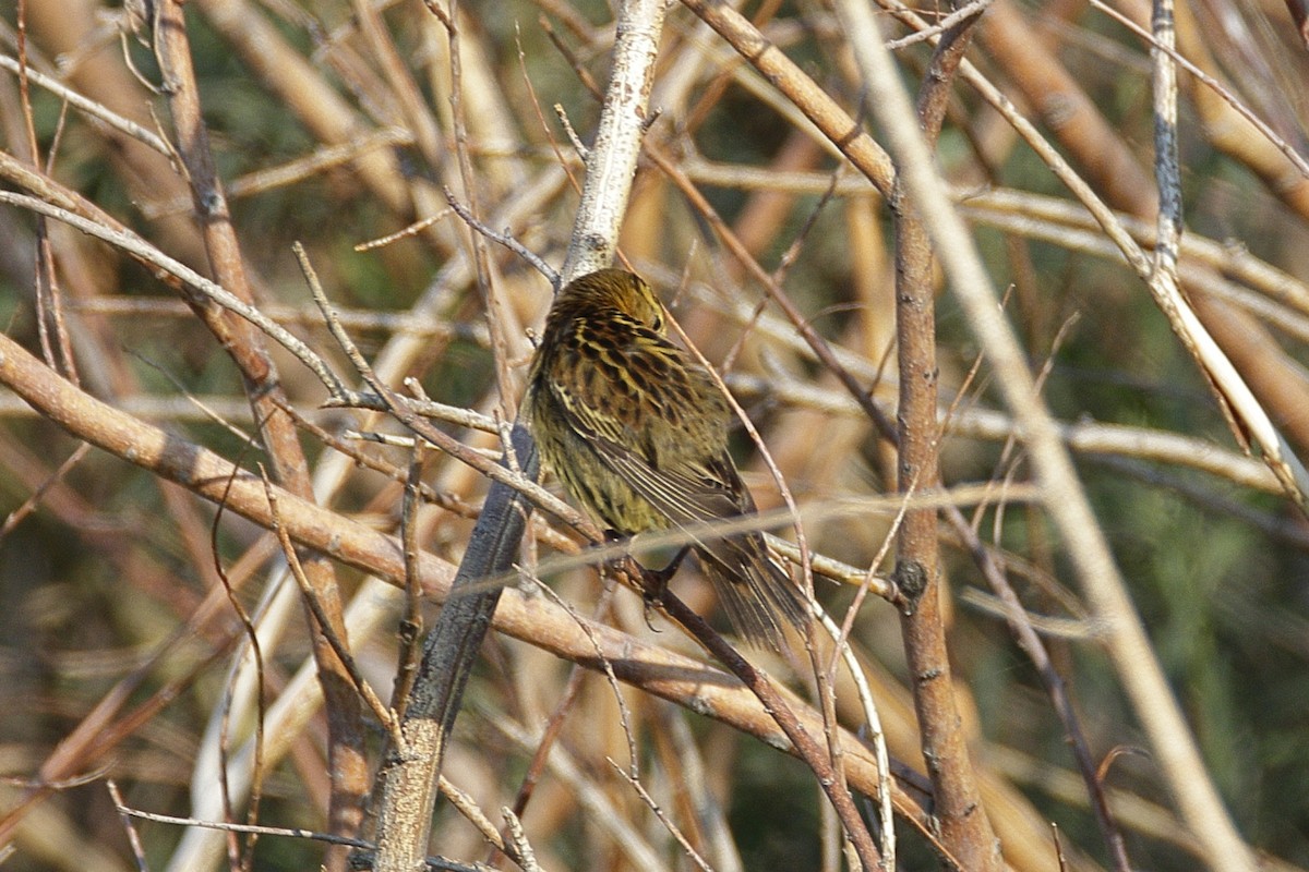 Bobolink - John Hackney