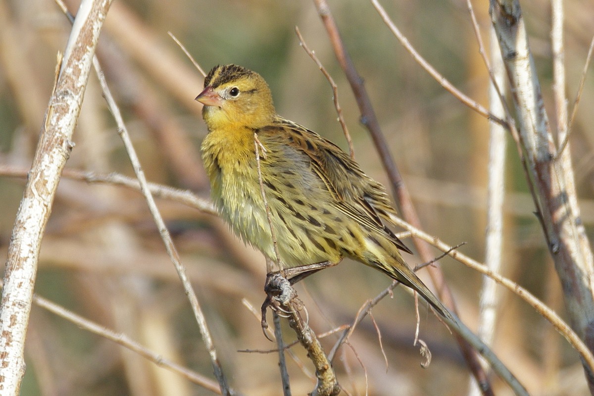 Bobolink - ML260407471