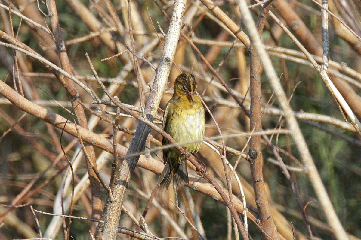 bobolink americký - ML260407481