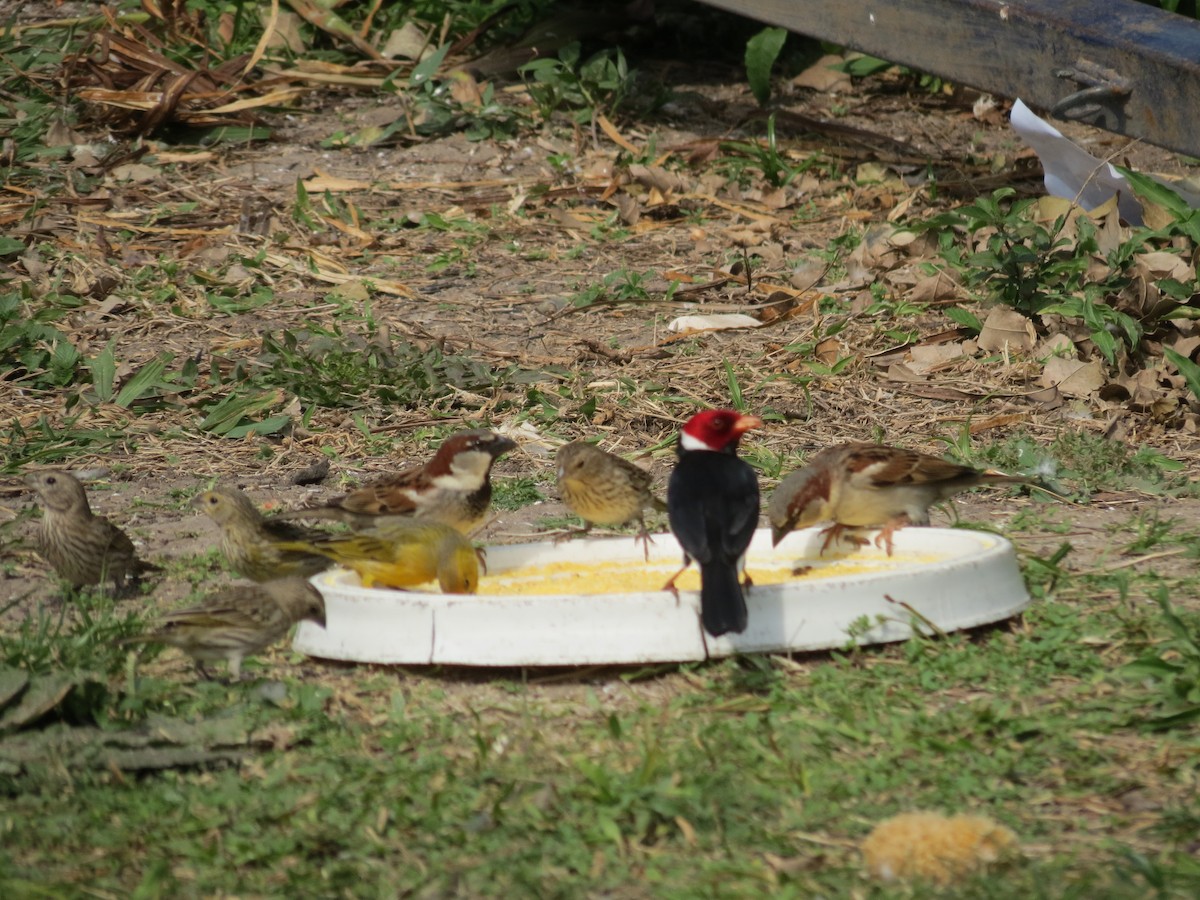 Yellow-billed Cardinal - adriana centeno