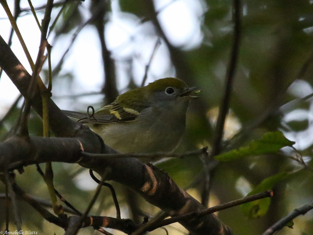 Chestnut-sided Warbler - Justin Watts