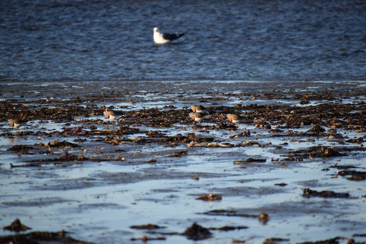 Rufous-chested Dotterel - ML260417731