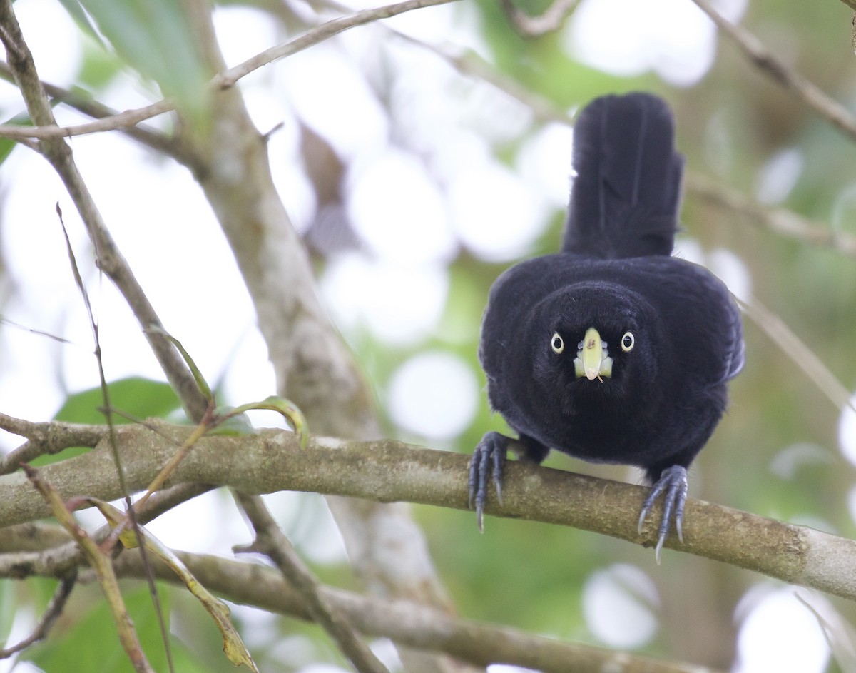 Yellow-billed Cacique - ML260417861